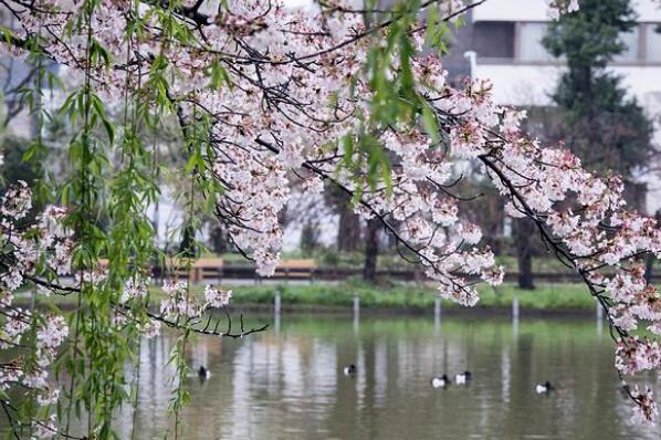 日本十大不可错过的赏樱名所 京都清水寺上榜，第六是日本最大的樱树