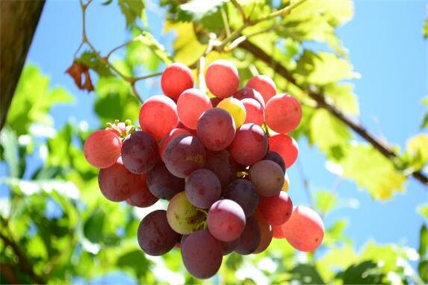 老年人必吃的10种水果：雪莲果猕猴桃上榜 第1降血压
