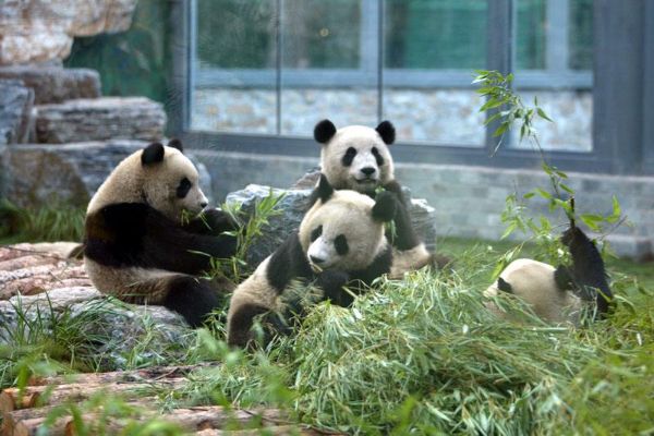 中国十大最受欢迎动物园