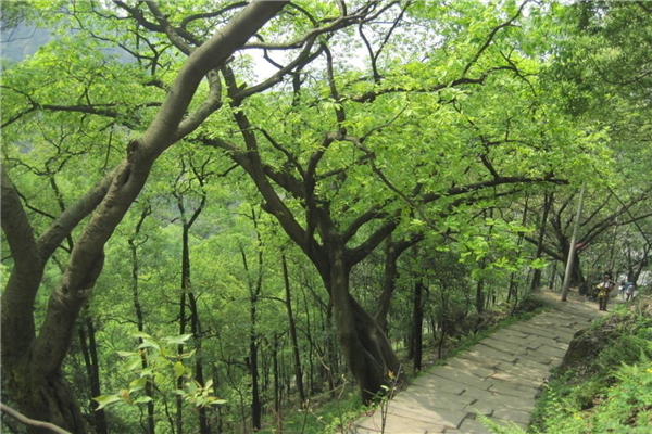 重庆十大最好玩的景点 洪崖洞建筑风格独特金刀峡具有特色