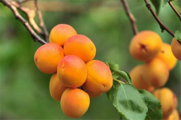 世界十大最酸的水果 百香果上榜，油柑酸到让你怀疑人生