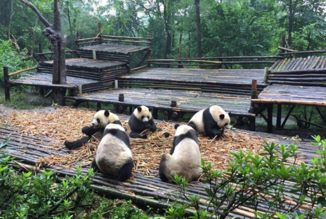 成都必去的旅游景点 大熊猫基地人气最高，都江堰景区值得一看