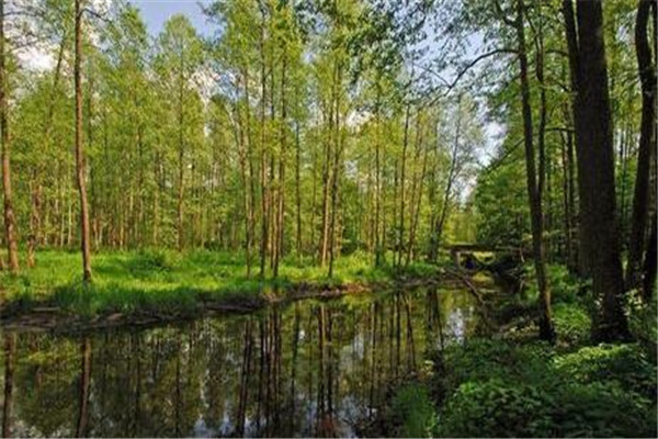 世界最迷人的十大森林 佐加野竹林宛如画卷，最后是地球之肺