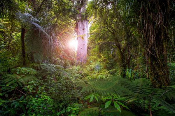 世界最迷人的十大森林 佐加野竹林宛如画卷，最后是地球之肺