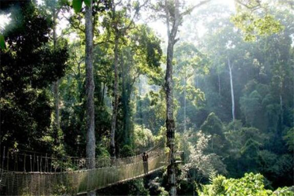 世界十大最美丽的森林 德国黑森林上榜，第四被誉为地球之肺