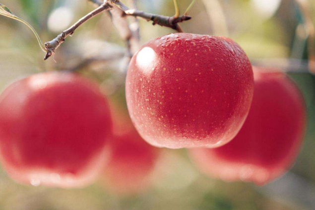 世界公认最健康的十大水果 教你如何吃出健康体魄