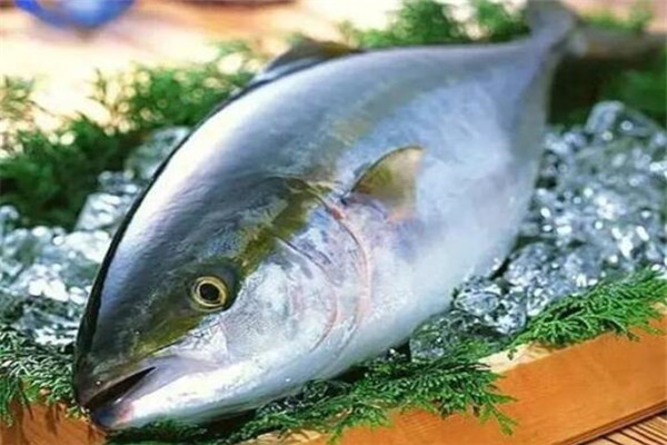 世界十大顶级食用鱼 苏丹鱼肉质嫩滑，榜首是生鱼片中的极品