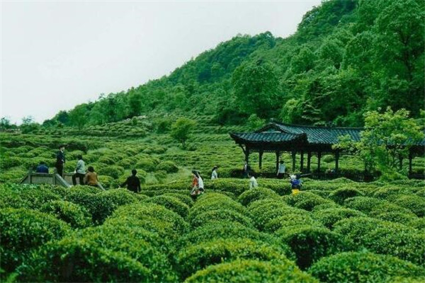 雅安好玩的地方推荐 雅安好玩的地方排行榜