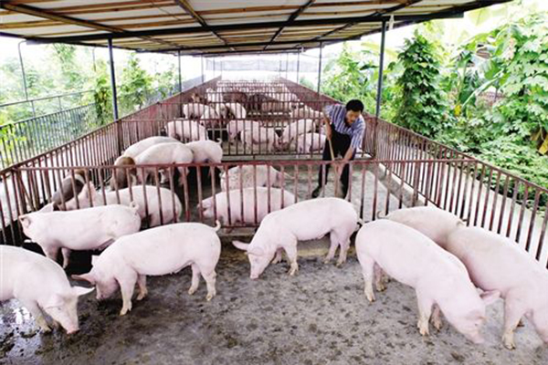 2019年全国猪价排行榜 10省超过28元/公斤（附全国猪价地图）