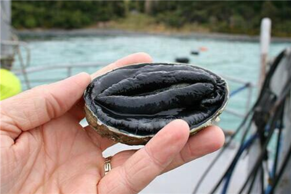 新西兰最经典的美食排名 黑边鲍鱼第一三文鱼上榜