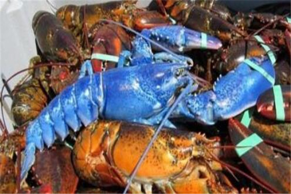世界最贵的十大海鲜 台湾老虎蟹味道与众不同，蓝龙虾极其少见