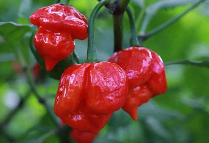 世界最辣的辣椒排名前十大 印度鬼椒仅排第八，第一创造吉尼斯