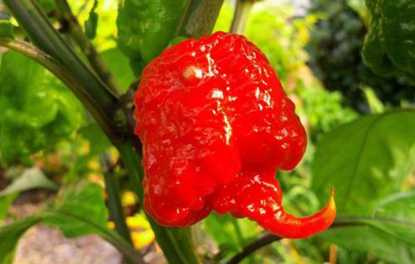 世界最辣的辣椒排名前十大 印度鬼椒仅排第八，第一创造吉尼斯