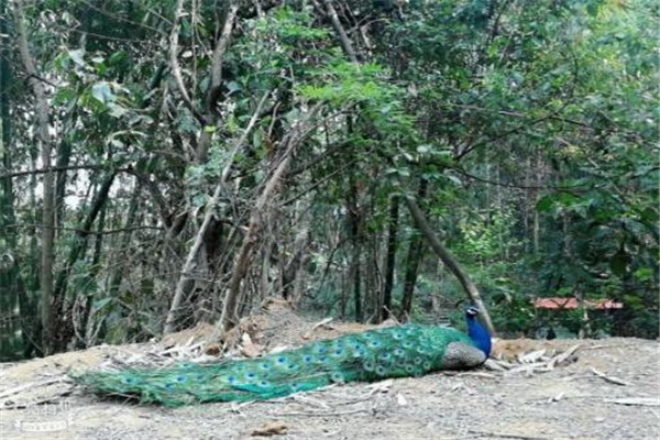 德宏州最好玩的地方推荐 德宏州好玩的地方排行榜