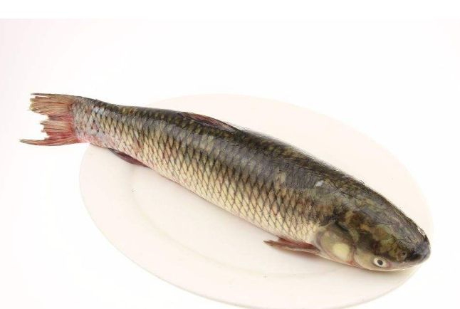 蛋白含量高的鱼排名 营养美味，你吃过几种