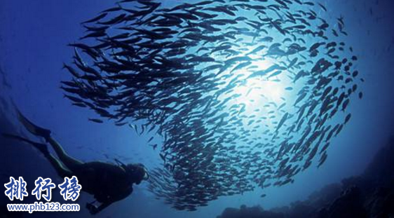 全球潜水最好的地方有哪些?全球十大潜水度假胜地