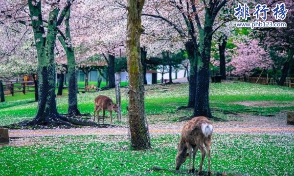 日本最值得去的地方排名2018 去日本旅游必去的地方