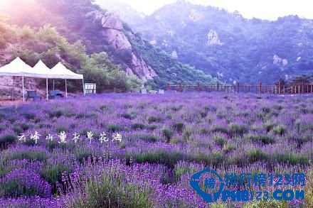 中国九大最让人迷醉的花海排行榜 让人迷醉的花海