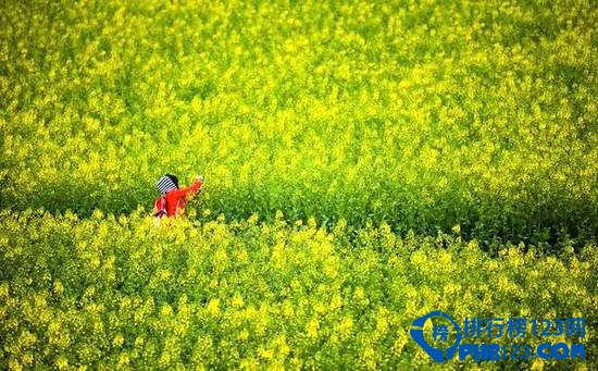 一定要带爱人同去的云南十大旅游地 春光正好爱心萌动