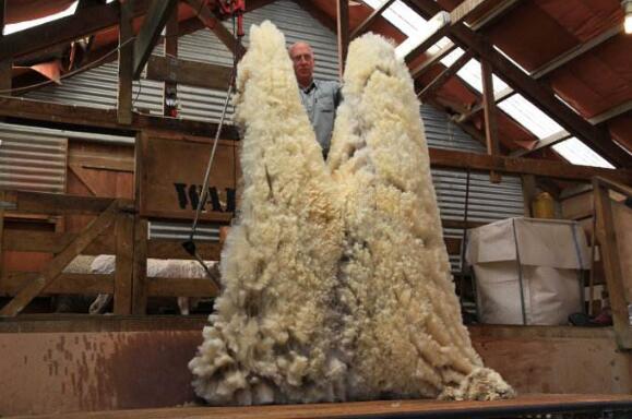 新西兰十大必买特产，羊毛制品最受欢迎