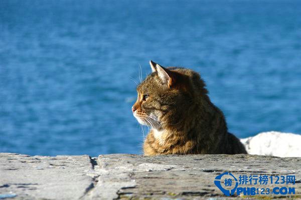 突尼斯：傲娇的美猫群