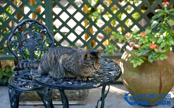 在海明威故居：居住着的奇特多趾猫