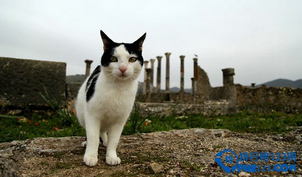 罗马：废墟之上的猫咪王国