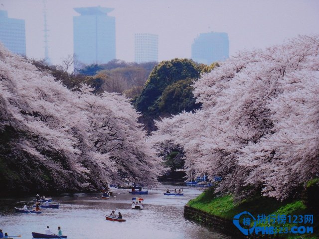 中国的十大赏樱胜地 看樱花不必去日本