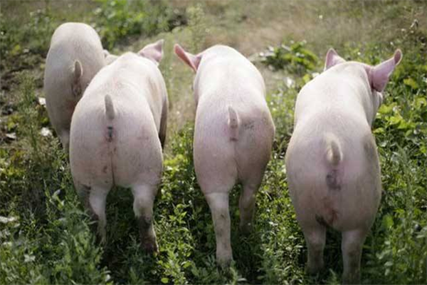 十大暴利养殖排行榜：生态养猪，它有很高的药用价值
