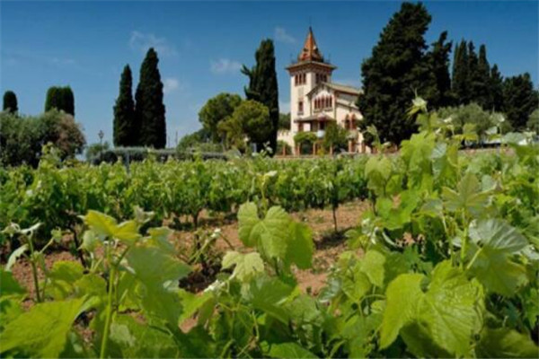 世界葡萄酒十大产区，尼亚瓜上榜，开普规模属南半球最大