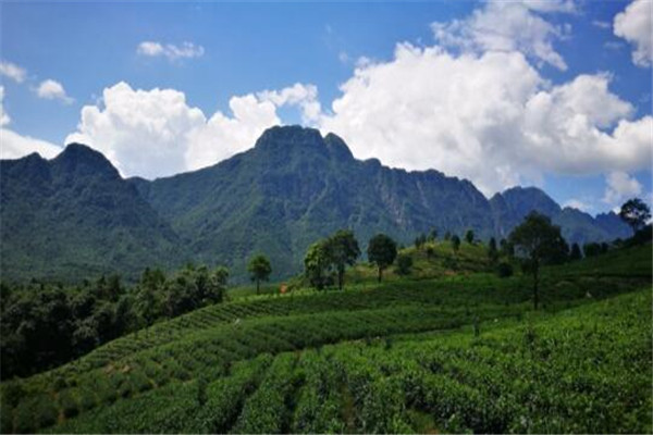 英德十大红茶基地，创美茶园上榜，第二主产英红九号