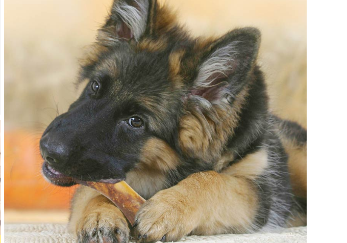 狗狗吃什么磨牙棒好？幼犬磨牙棒品牌排行榜   