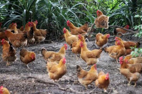 中国十大名鸡品种排行 德化黑鸡上榜，第一产自海南省