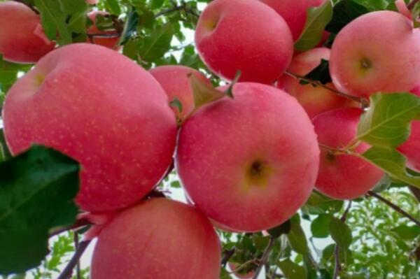 中国最好吃的苹果品种排名 花牛苹果上榜，烟台苹果位居榜首