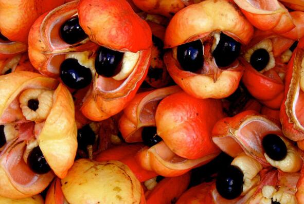 世界上最稀有的十种水果 菠萝莓上榜，第三被誉为“记忆之果”