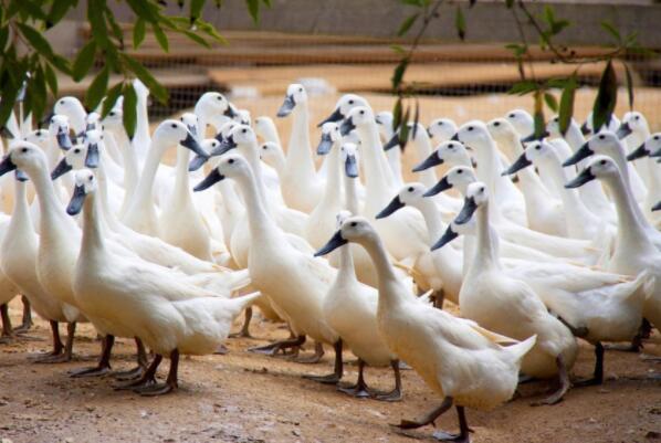 中国十大名鸭品种，三穗鸭上榜，第一曾是清宫皇室贡品