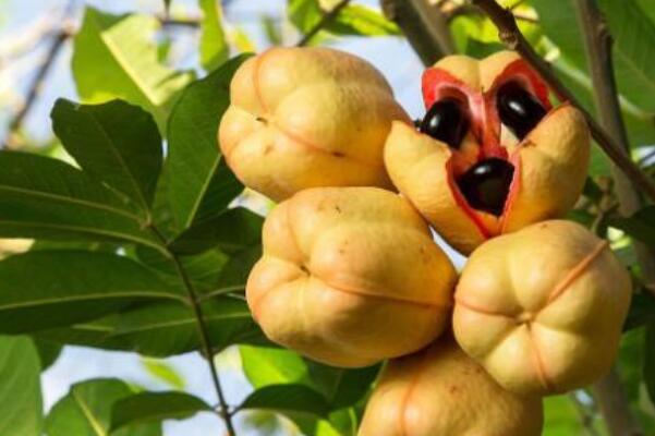 世界十大最稀有的水果，红毛丹上榜，第一是牙买加的“国果”