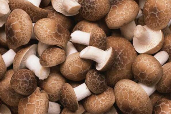 最好吃的十种蘑菇 金针菇上榜，第六口感和鲍鱼相似