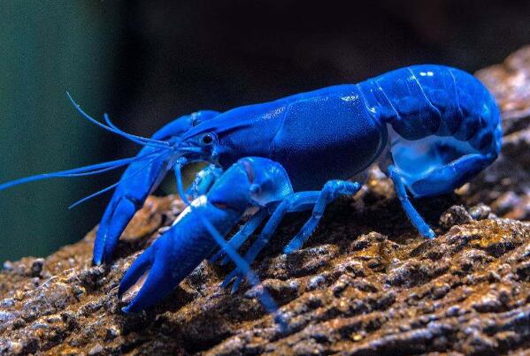 世界上最贵的20种海鲜 帝王鲑上榜,蓝龙虾非常稀有