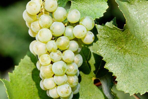 盘点世界十大白葡萄品种，长相思上榜，第二主要产自德国
