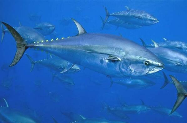 世界十大顶级食用鱼 三文鱼上榜，第二被誉为“补脑神品”