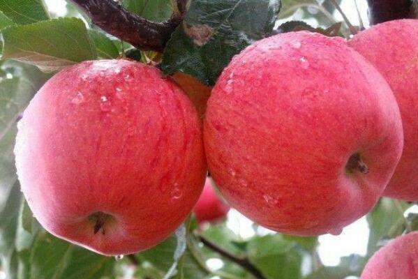 中国十大苹果产区，陕西洛川上榜，第四被认为是中国现代苹果发源地