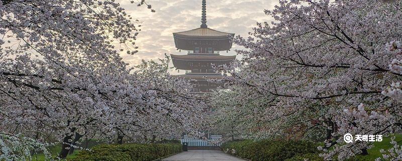 包头市春季赏花去哪里