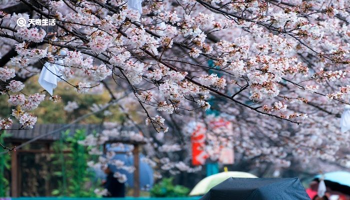 包头市春季赏花去哪里