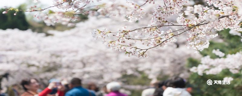 秦皇岛春季赏花去哪里