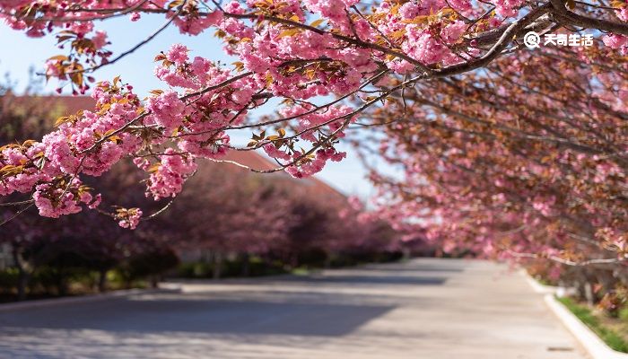 白银市春季赏花去哪里