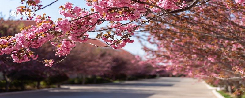 贺州市春季赏花去哪里