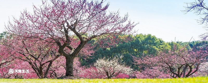 佛山市春季赏花去哪里 推荐佛山春季赏花景点