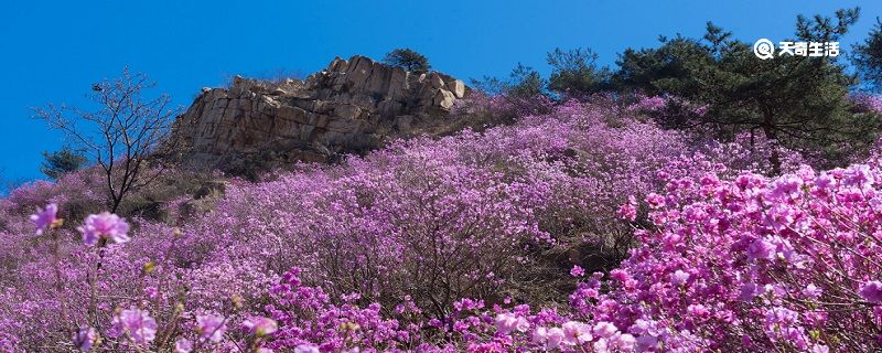 郴州市春季赏花去哪里 推荐郴州春季赏花好去处