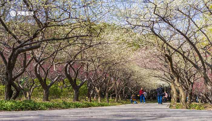 青铜峡市春季赏花去哪里